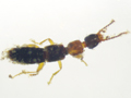 Sunius propinquus